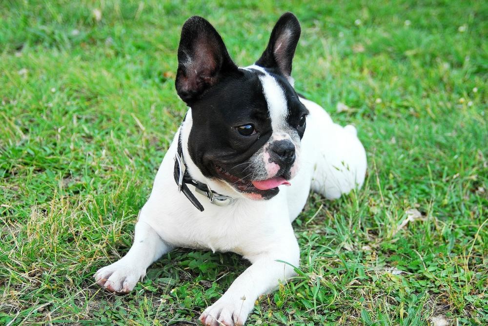 Animal-Dog-Cute-Frenchie-Grass-Puppy-Small-Happy-279081.jpg