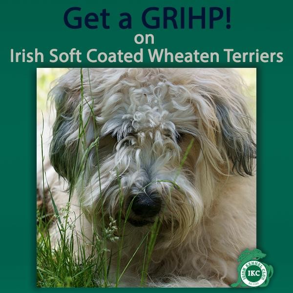 Dog Breeds: Meet the Irish Soft Coated Wheaten Terrier