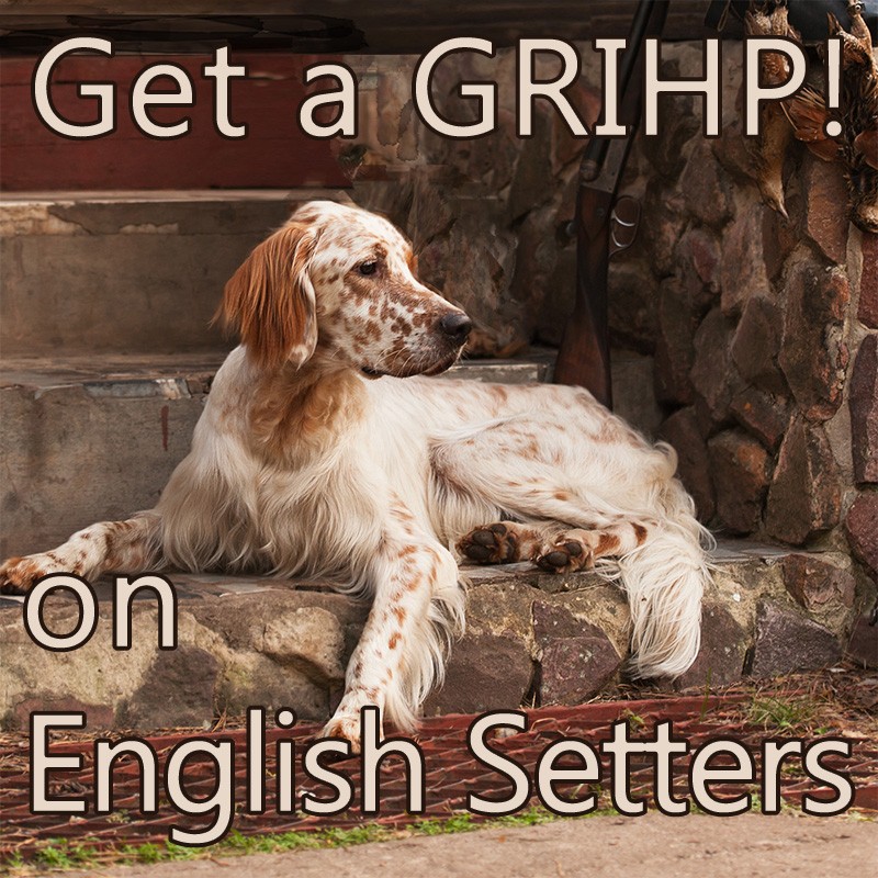 https://dogwellnet.com/uploads/cjseo/cache/english-setter-GRIHP-article.jpg.d63609a61b3c264d68074470994a0d00.jpg/9ab05e8a23292501f82a5223be893a0822237758.jpg?v=3ccd354030