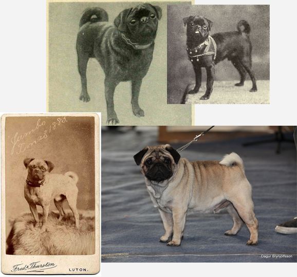 pugs-then...now.png