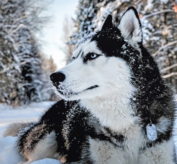 siberian-husky-in-snow.jpg