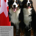 More information about "Bernese Mountain Dog - Hip Rating Comparison Chart"