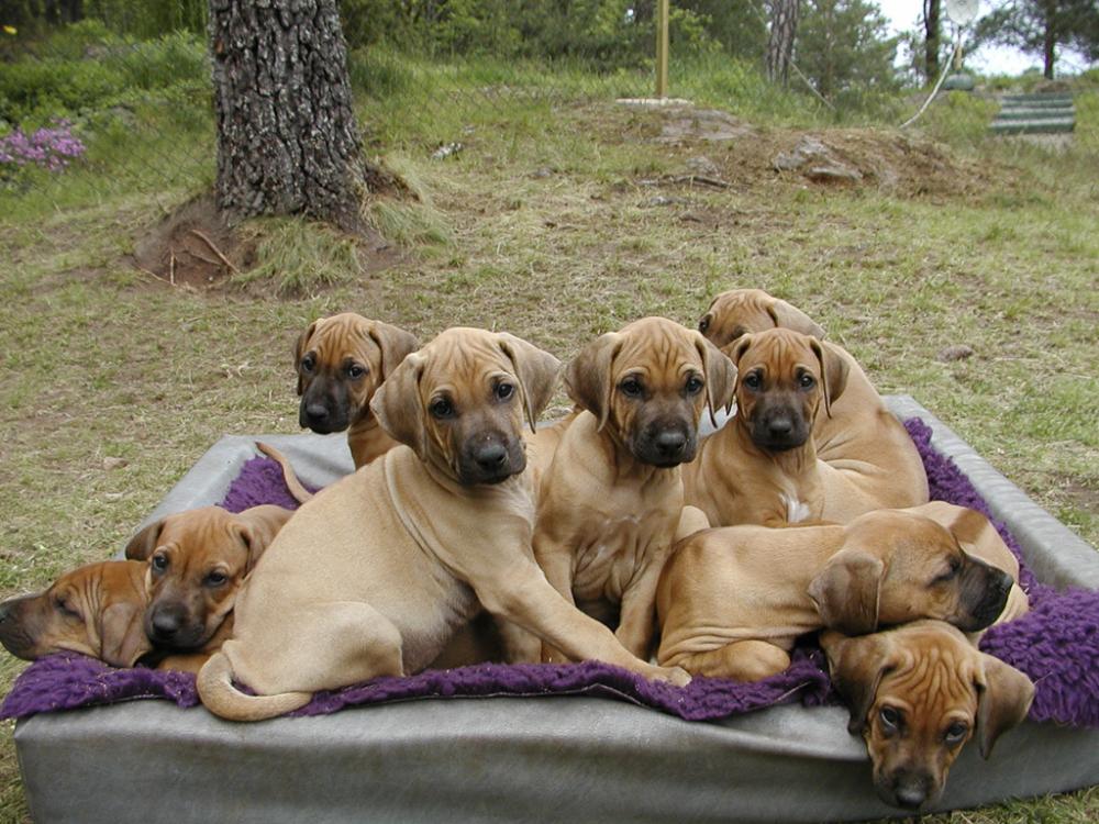 P5270011.thumb.jpg.cd6a251c3d0c944db3ad4