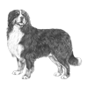bernese-mountain-dog-100x100-fci45.thumb