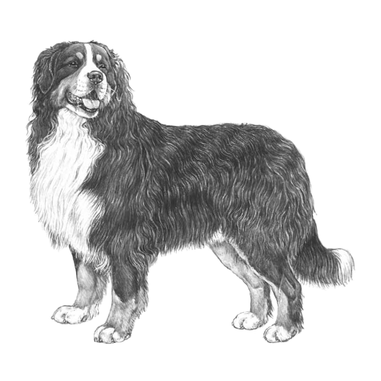 bernese-mountain-dog-800x800-fci45.thumb