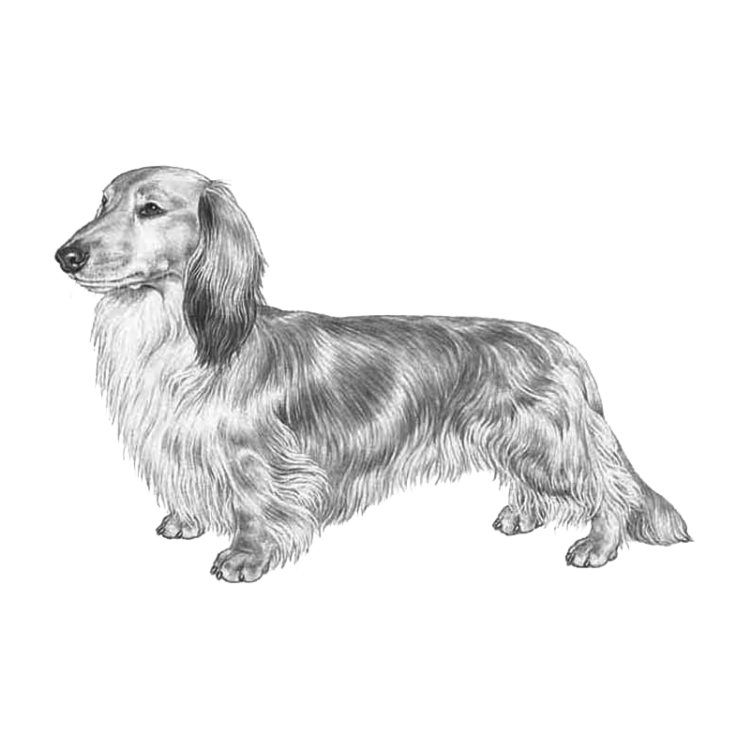 dachshund-long-haired-800x800-fci148.png