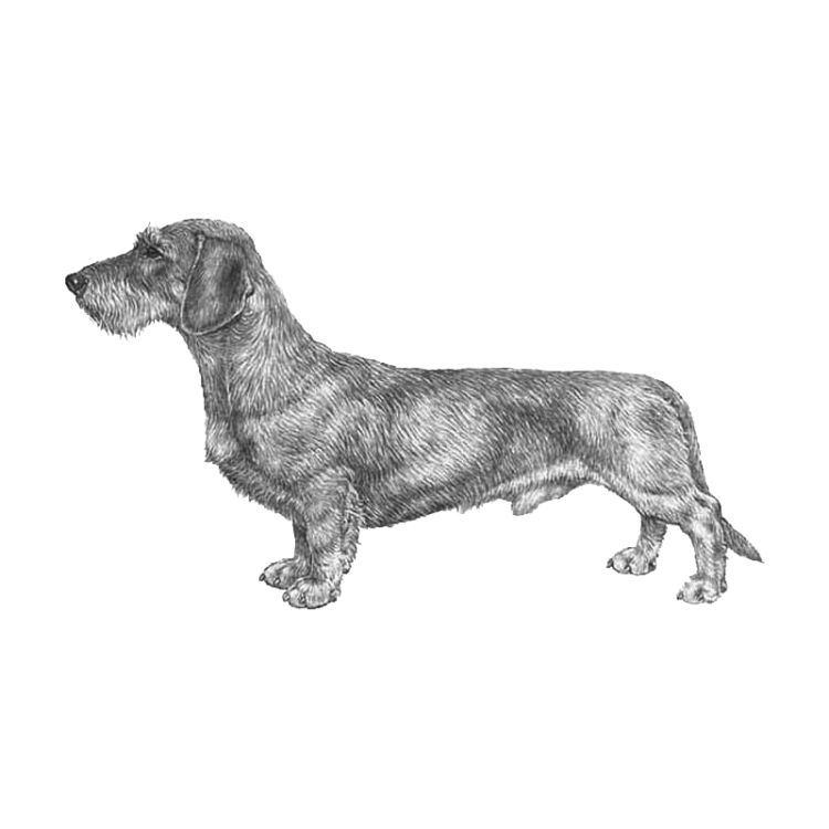 dachshund-wire-haired-800x800-fci148.png