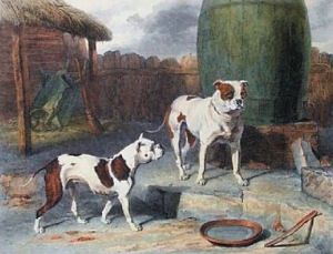 englishbulldogsarticleimage.thumb.png.80