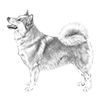 icelandic-sheepdog-100x100-fci289.thumb.