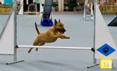 jumpingdogsm.thumb.jpg.8e70318ad2e8042bf