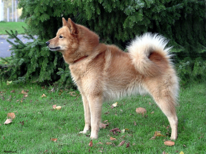 knero2 finnish spitz.jpg