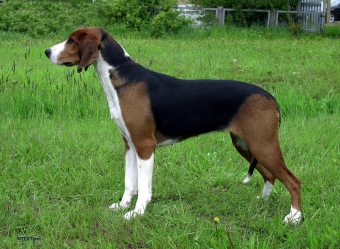 Native Breeds Finland Finnish Hound.jpg