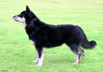 Native Breeds Finland Lapponian Herder.jpg
