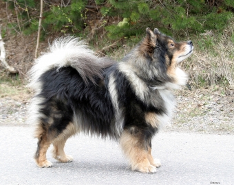 Native Breeds Finland Finnish Lapphund.jpg