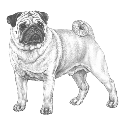 More information about "Pug RAS -- Breeding Strategy (English summary)"