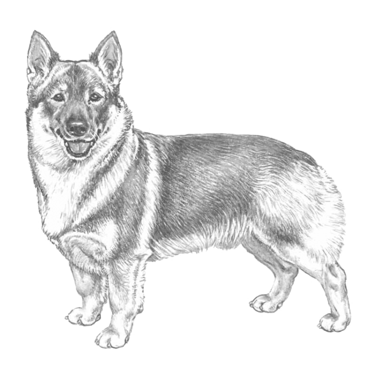 swedish-vallhund-800x800-fci14.png