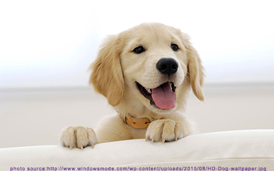 adorable-dog-kelly.png
