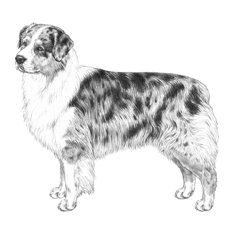 australian-shepherd-800x800-fci342.png