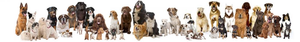 breedsonwhite1400x197.jpg