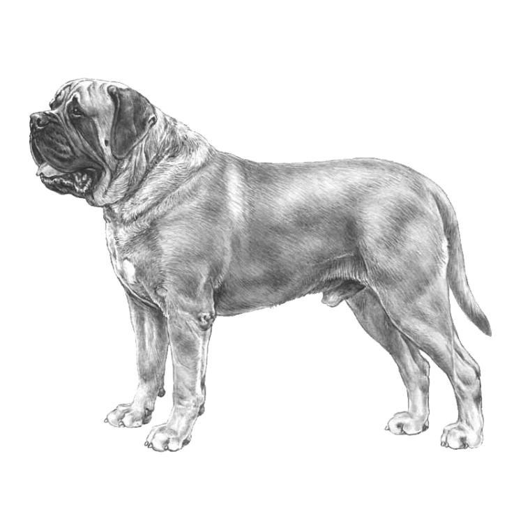 mastiff-800x800-fci264.png