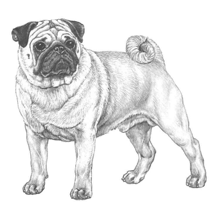 pug-800x800-fci253.png