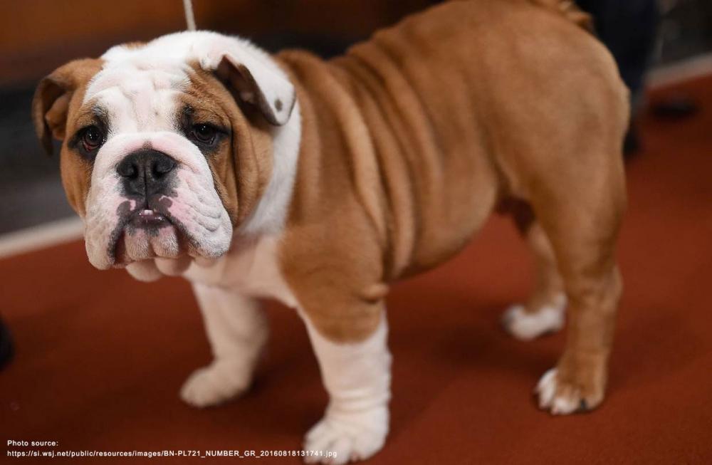 bulldog2wsj.jpg