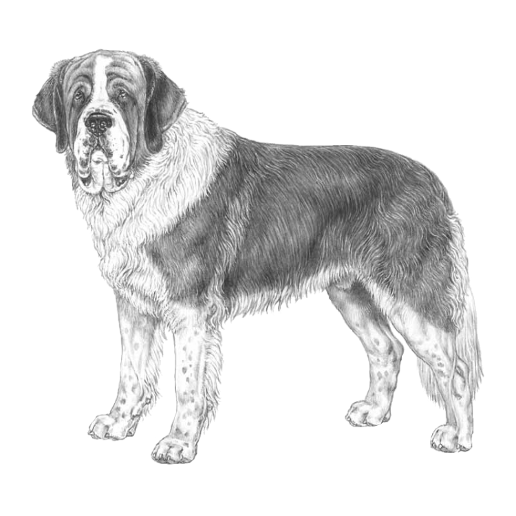 st-bernard-long-coated-800x800-fci61.png