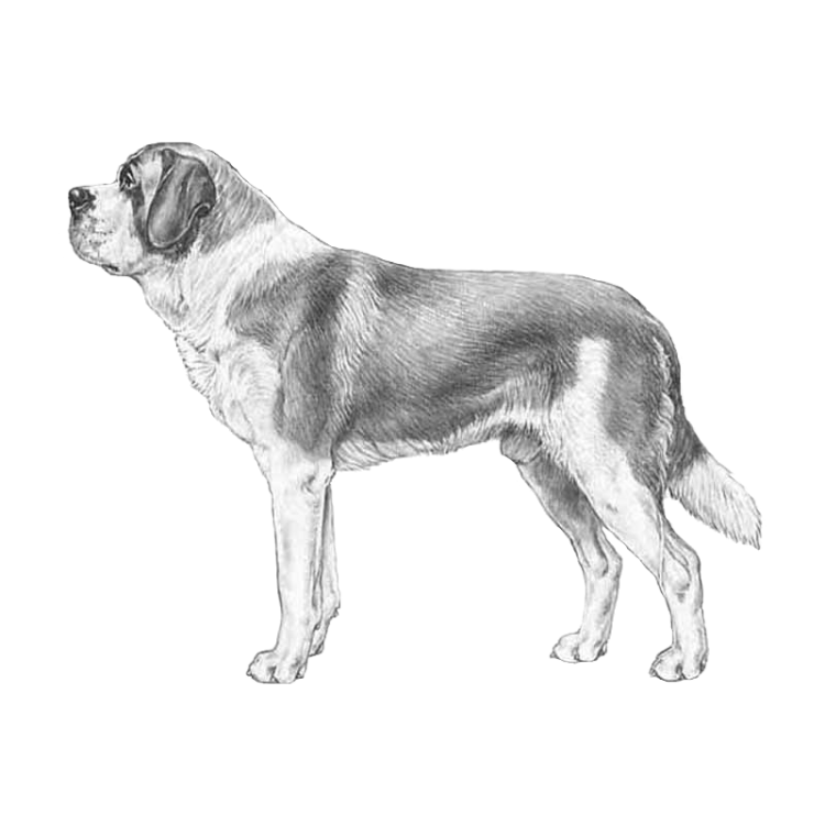 st-bernard-short-coated-800x800-fci61.png
