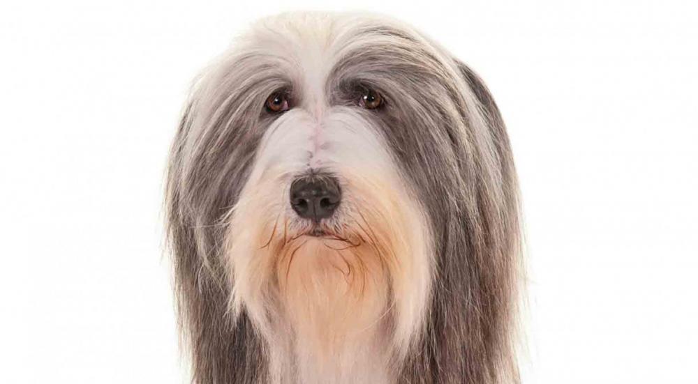 Bearded_Collie3_Larroux_head2_resized.jpg