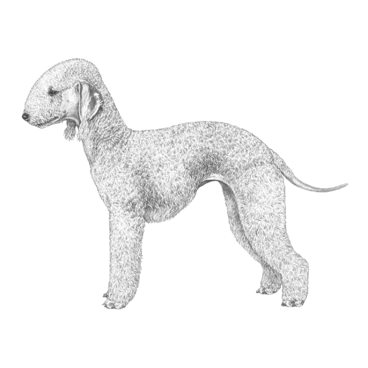 bedlington-terrier.png