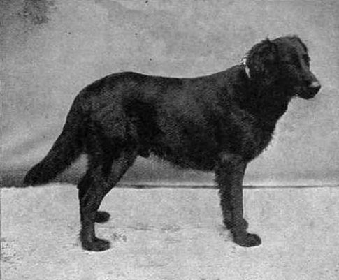 Flat_Coated_Retriever_Black_Drake_1903.jpg