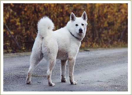 white swedish elkhound.jpg