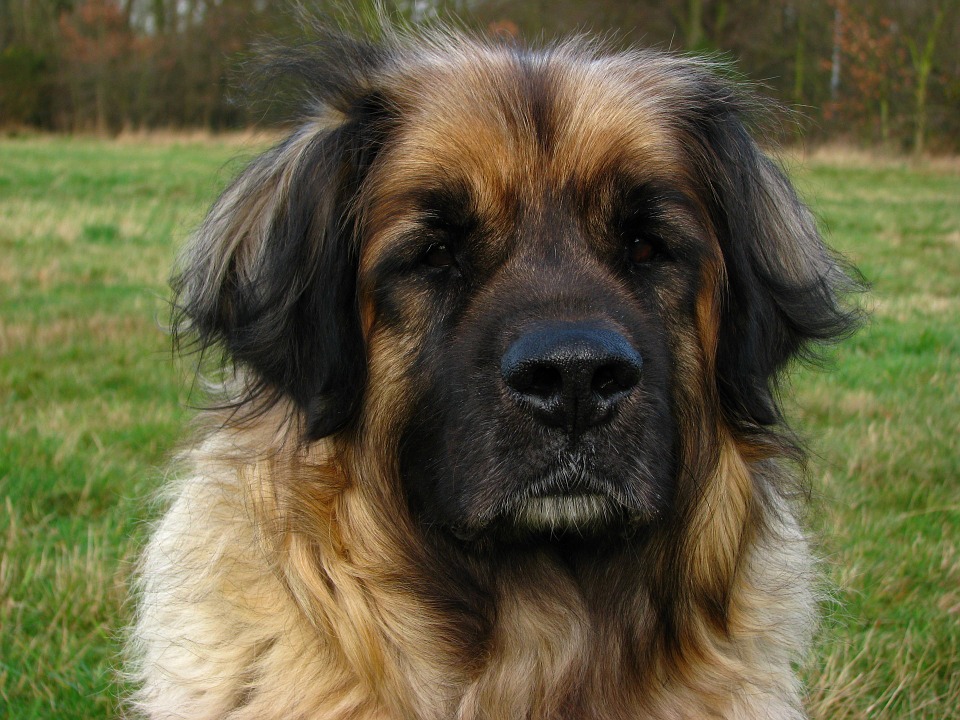 Head-Pet-Canine-Animal-Dog-Big-Leonberger-164207.jpg