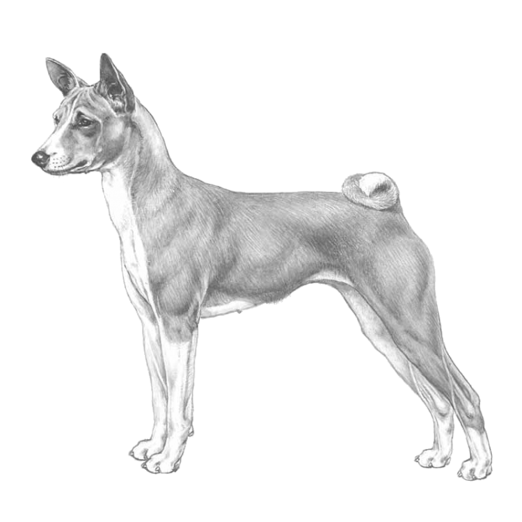 basenji-800x800-fci043.png