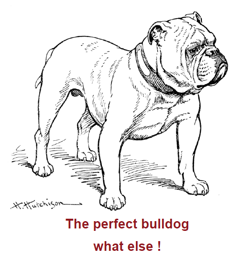 cbaperfectbulldogwhatelse.png
