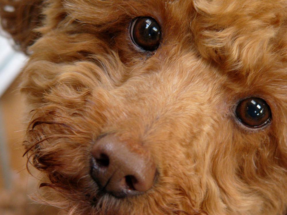 cutefaceddog.jpg