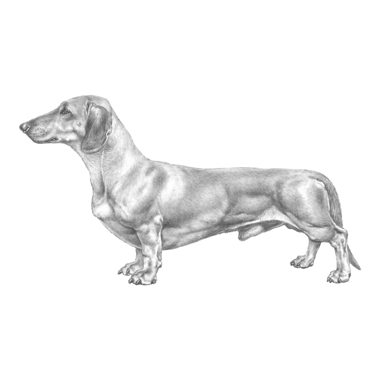 dachshund-800x800-fci148.png