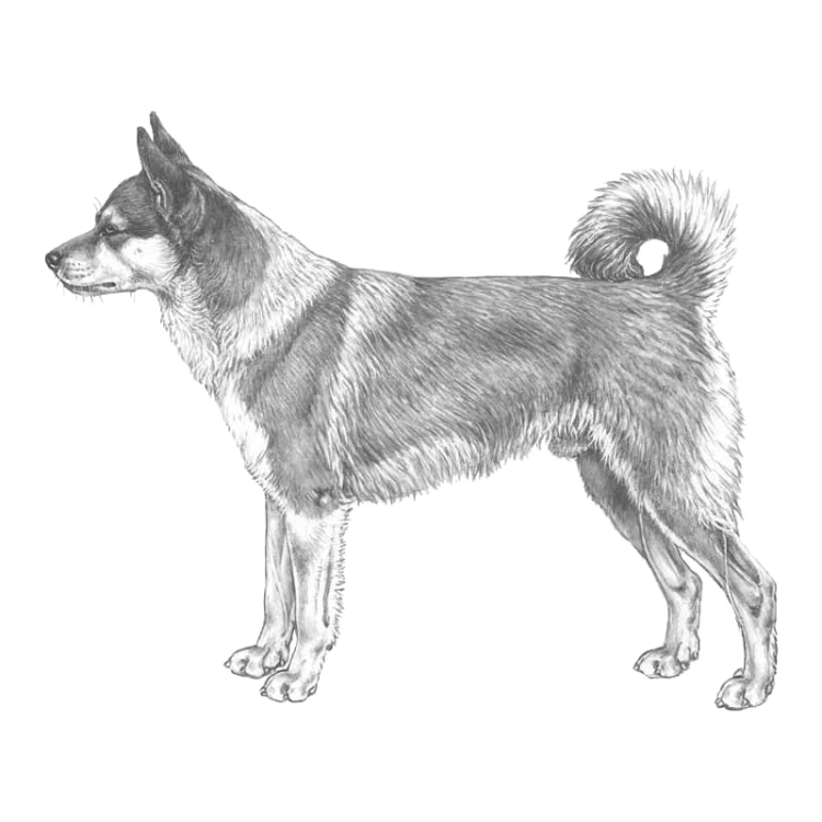 norsk-lundehund-800x800-fci265.png