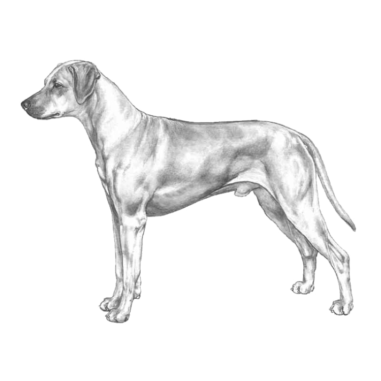 rhodesian-ridgeback-800x800.png