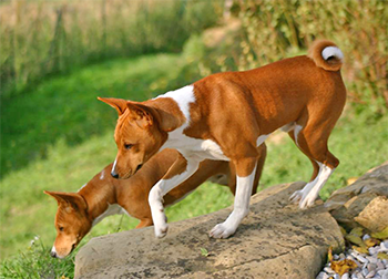 basenji.png