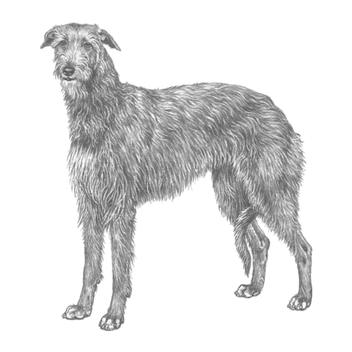 More information about "Osteosarcoma inheritance in two families of Scottish deerhounds"