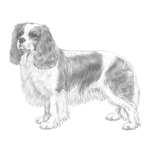 More information about "Cavalier King Charles Spaniel RAS DWN - English Summary"