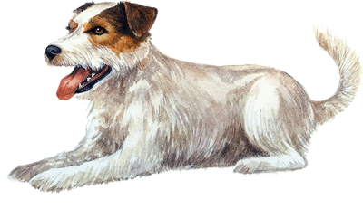 Parson-Russell-terrier-image.jpg