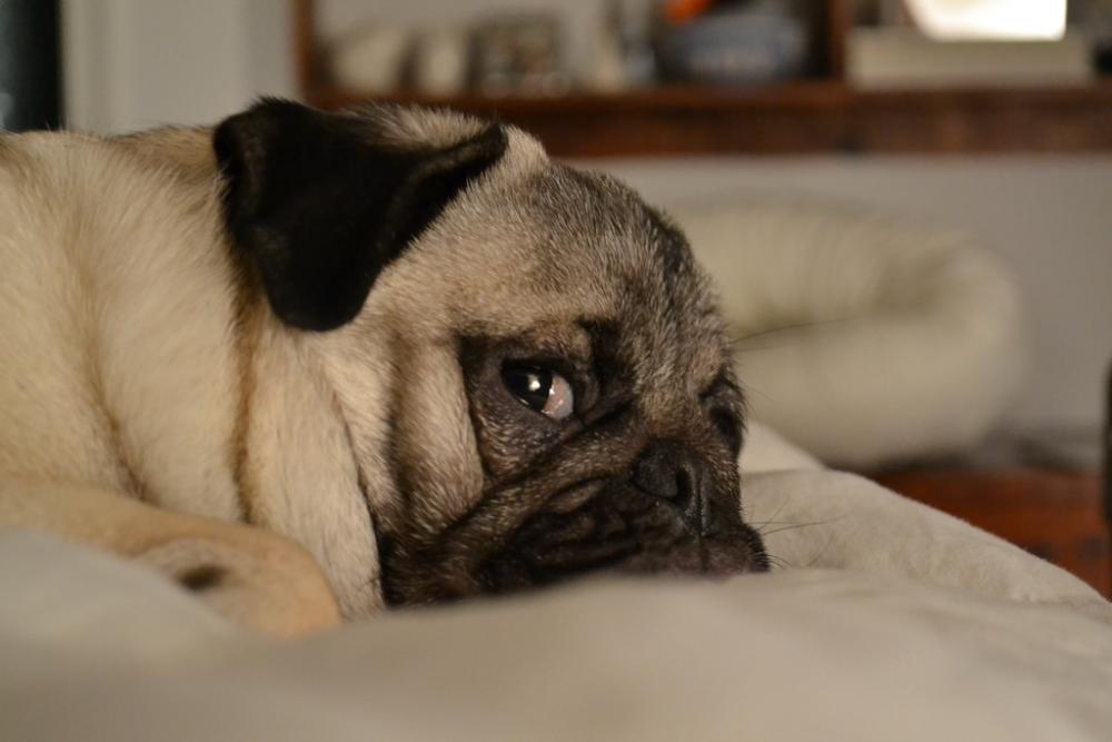 pug-lookingaside.jpg