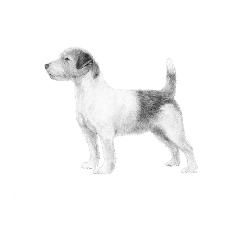 russell-terrier-800x800-akc.png