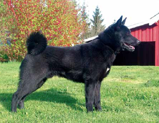 blach norwegian elkhound.png