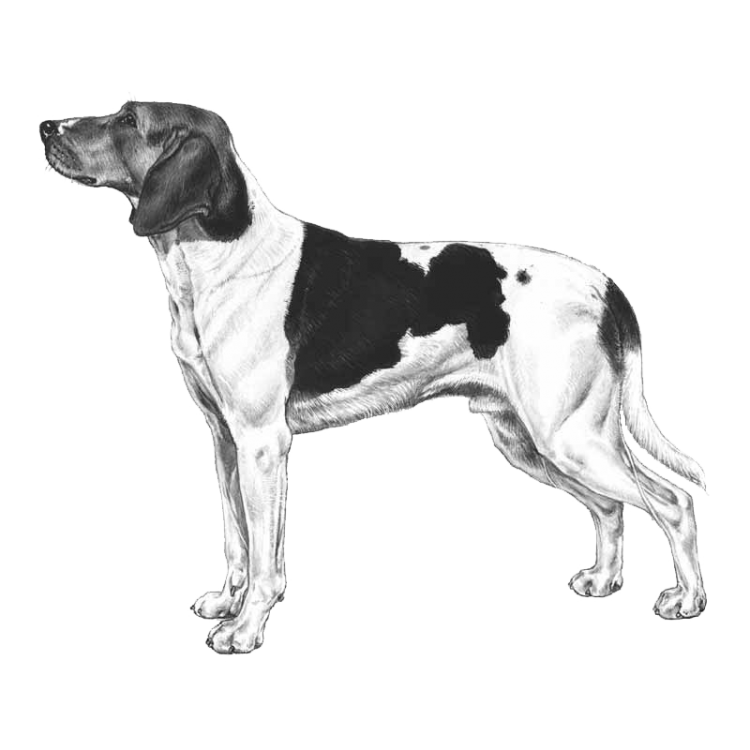 halden-hound-800x800-fci267.png