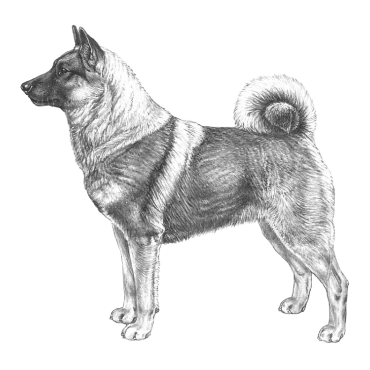 norwegian-elkhound-grey-800x800-fci242.png