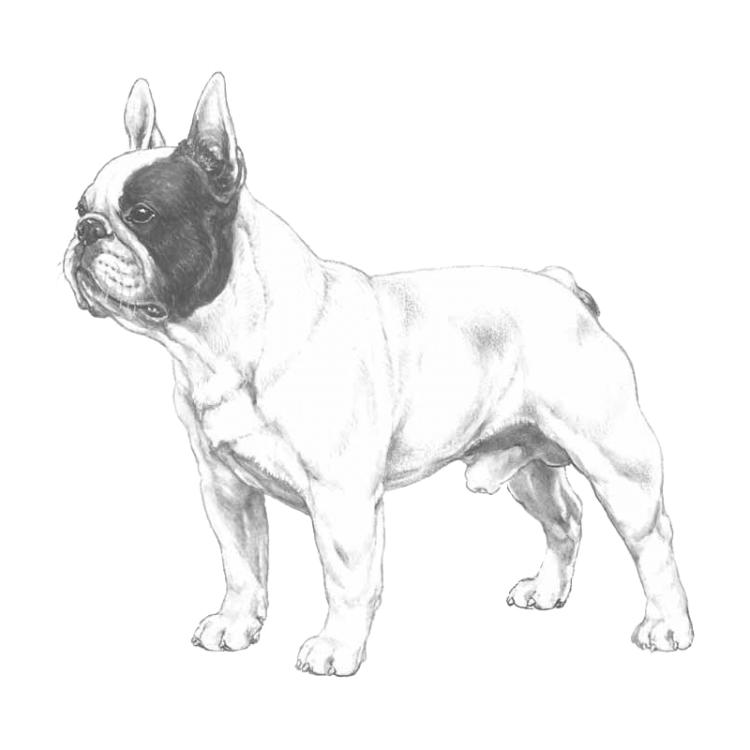 french-bulldog-800x800-fci101.png