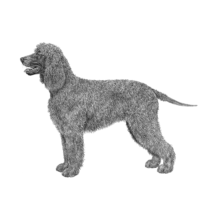 irish-water-spaniel-800x800-fci124.png